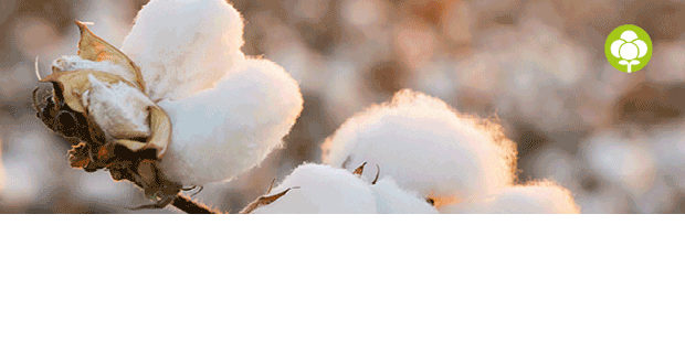 Productos hechos de algodón orgánico