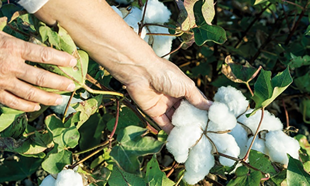 algodón orgánico